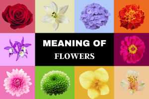 A Guide to the Meaning and Symbolism of Flowers