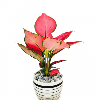 Aglaonea Red Table Plant Gift Ceramic Pot