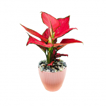 Aglaonea Red Table Plant Gift Plastic Pot
