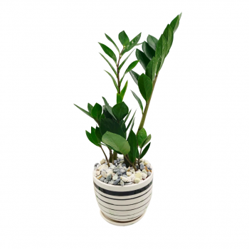 Zamia Table-Indoor Plant Ceramic Pot
