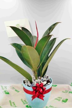 Rubber Plant Indoor & Table Plant Gift Plastic Pot