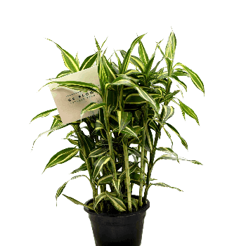 Dracaena Sanderiana White Stripe Indoor Plant Gift