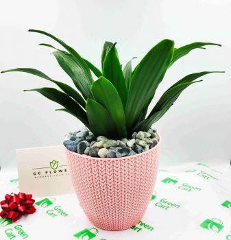 Compacta Indoor & Table Plant Gift Plastic Pot
