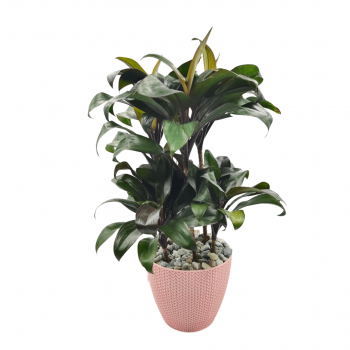 Purple Compacta Indoor & Table Plant Gift